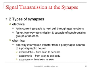 Copyright 2009 John Wiley & Sons, Inc. 40
Signal Transmission at the Synapse
 2 Types of synapses
 electrical
 ionic current spreads to next cell through gap junctions
 faster, two-way transmission & capable of synchronizing
groups of neurons
 chemical
 one-way information transfer from a presynaptic neuron
to a postsynaptic neuron
 axodendritic -- from axon to dendrite
 axosomatic -- from axon to cell body
 axoaxonic -- from axon to axon
 