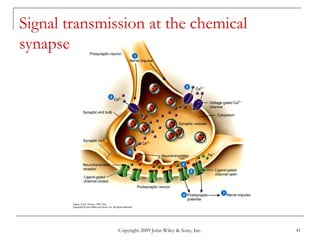 Copyright 2009 John Wiley & Sons, Inc. 41
Signal transmission at the chemical
synapse
 