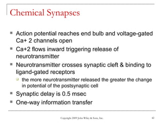 Copyright 2009 John Wiley & Sons, Inc. 42
Chemical Synapses
 Action potential reaches end bulb and voltage-gated
Ca+ 2 channels open
 Ca+2 flows inward triggering release of
neurotransmitter
 Neurotransmitter crosses synaptic cleft & binding to
ligand-gated receptors
 the more neurotransmitter released the greater the change
in potential of the postsynaptic cell
 Synaptic delay is 0.5 msec
 One-way information transfer
 