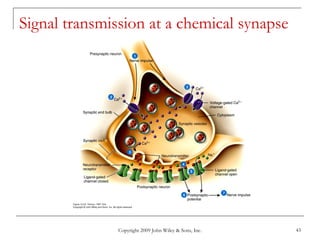 Copyright 2009 John Wiley & Sons, Inc. 43
Signal transmission at a chemical synapse
 