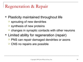 Copyright 2009 John Wiley & Sons, Inc. 58
Regeneration & Repair
 Plasticity maintained throughout life
 sprouting of new dendrites
 synthesis of new proteins
 changes in synaptic contacts with other neurons
 Limited ability for regeneration (repair)
 PNS can repair damaged dendrites or axons
 CNS no repairs are possible
 
