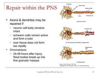 Copyright 2009 John Wiley & Sons, Inc. 60
Repair within the PNS
 Axons & dendrites may be
repaired if
 neuron cell body remains
intact
 schwann cells remain active
and form a tube
 scar tissue does not form
too rapidly
 Chromatolysis
 24-48 hours after injury,
Nissl bodies break up into
fine granular masses
 