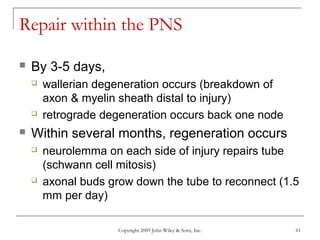 Copyright 2009 John Wiley & Sons, Inc. 61
Repair within the PNS
 By 3-5 days,
 wallerian degeneration occurs (breakdown of
axon & myelin sheath distal to injury)
 retrograde degeneration occurs back one node
 Within several months, regeneration occurs
 neurolemma on each side of injury repairs tube
(schwann cell mitosis)
 axonal buds grow down the tube to reconnect (1.5
mm per day)
 