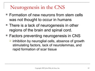 Copyright 2009 John Wiley & Sons, Inc. 62
Neurogenesis in the CNS
 Formation of new neurons from stem cells
was not thought to occur in humans
 There is a lack of neurogenesis in other
regions of the brain and spinal cord.
 Factors preventing neurogenesis in CNS
 inhibition by neuroglial cells, absence of growth
stimulating factors, lack of neurolemmas, and
rapid formation of scar tissue
 