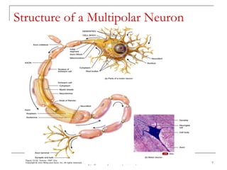 Copyright 2009 John Wiley & Sons, Inc. 7
Structure of a Multipolar Neuron
 