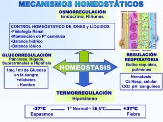 TERMORREGULACIÓN
Hipotálamo
REGULACIÓN
RESPIRATORIA
Bulbo raquideo,
pulmones
OSMORREGULACIÓN
Endocrino, Riñones
GLUCORREGULACIÓN
Páncreas, Hígado,
Suprarrenales e Hipófisis
HOMEOSTASIS
-37ºC Tº Normal= 36,5ºC +37ºC
Espasmos Fiebre
1mg / ml de Glucosa
en la sangre
+diabetes
- Hambre
Hematosis
O2 Resp. celular
CO2 pH sanguíneo
CONTROL HOMEÓSTATICO DE IONES y LÍQUIDOS
•Fisiología Renal
•Mantención de Pº osmótica
•Balance hídrico
•Balance iónico
 