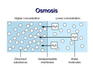 Osmosis
 