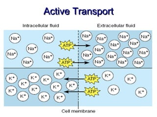 Active Transport
 