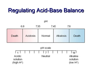 Regulating Acid-Base Balance
 