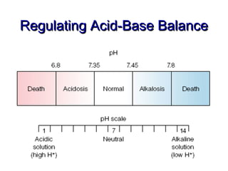 fluid, electrolytes, acid base balance Slide 26