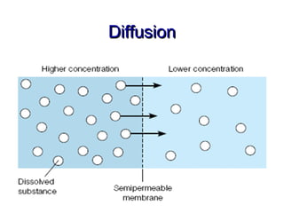 Diffusion
 