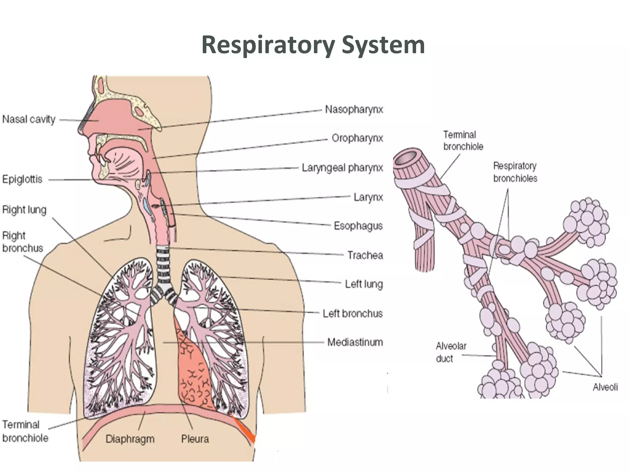 Respiratory System
 