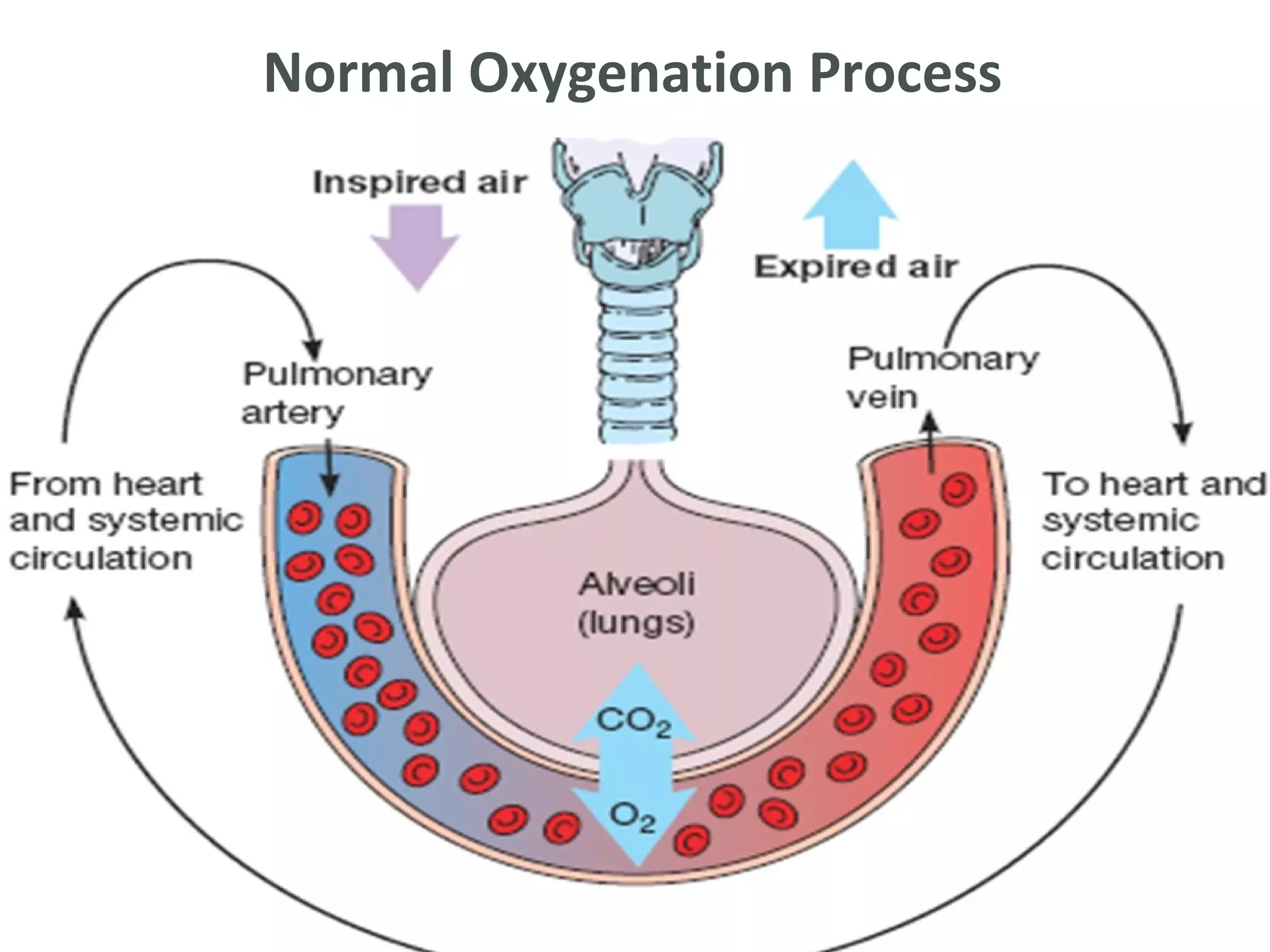 Normal Oxygenation Process
 
