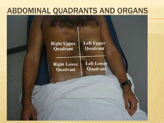ABDOMINAL QUADRANTS AND ORGANS
 