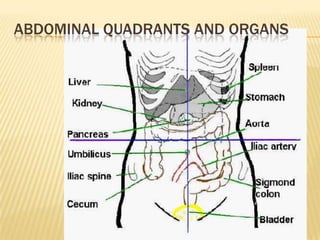 ABDOMINAL QUADRANTS AND ORGANS
 
