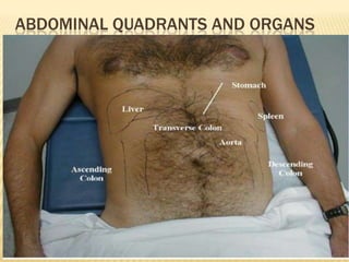 ABDOMINAL QUADRANTS AND ORGANS
 