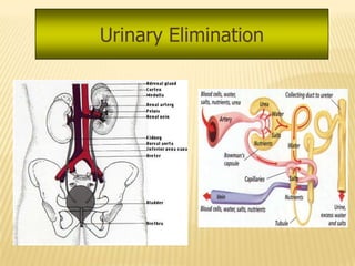 Urinary Elimination
 