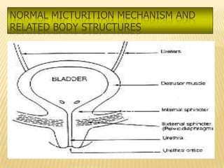 NORMAL MICTURITION MECHANISM AND
RELATED BODY STRUCTURES
 