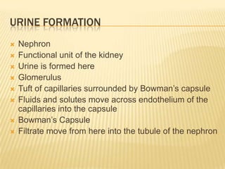 URINE FORMATION
   Nephron
   Functional unit of the kidney
   Urine is formed here
   Glomerulus
   Tuft of capillaries surrounded by Bowman’s capsule
   Fluids and solutes move across endothelium of the
    capillaries into the capsule
   Bowman’s Capsule
   Filtrate move from here into the tubule of the nephron
 