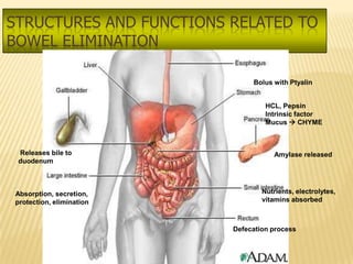 STRUCTURES AND FUNCTIONS RELATED TO
BOWEL ELIMINATION

                               Bolus with Ptyalin


                                   HCL, Pepsin
                                   Intrinsic factor
                                   Mucus  CHYME



 Releases bile to                     Amylase released
 duodenum



Absorption, secretion,            Nutrients, electrolytes,
protection, elimination           vitamins absorbed



                          Defecation process
 