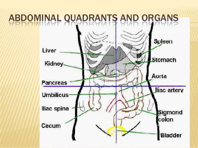 What are the abdominal quadrants?