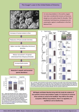 The Cougar’s case in the United States of America
As many top predators in the world, cougars
have been considered by humans as ferocious,
dangerous and useless beast for decades. Their
eradication had disastrous consequences and
catastrophic regime’s modification in the Zion
National Park.
Increases in human visitors in Zion
Canyon
Reduction of Puma concolor densities
Higher mule deer (Odocoileus hemionus)
densities
Reduce recruitment of riparian
cottonwood trees (Populus fremontii)
Increase bank erosion
Reduction in aquatic and terrestrial
species abundance
Hélène BOULLOCHE-SABINE, Master 1 Biodiversité et écosystèmes tropicaux. 06 92 23 82 02. helene.boulloche@gmail.com.
Bill Ripple and Robert Beschta bring with this study the evidence of
Eco-systemic services tops predators supply. It is necessary to conserve
those animals to conserve the feedback they fulfil on the whole
ecosystem. Without top predators, there’s no regulation, no
equilibrium and no biodiversity.
 
