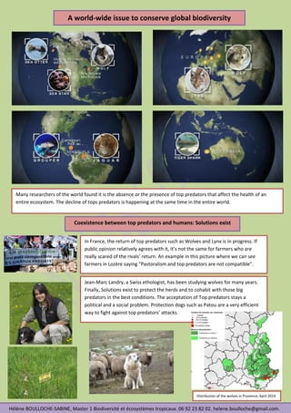 .
A world-wide issue to conserve global biodiversity
Many researchers of the world found it is the absence or the presence of top predators that affect the health of an
entire ecosystem. The decline of tops predators is happening at the same time in the entire world.
Coexistence between top predators and humans: Solutions exist
In France, the return of top predators such as Wolves and Lynx is in progress. If
public opinion relatively agrees with it, it’s not the same for farmers who are
really scared of the rivals’ return. An example in this picture where we can see
farmers in Lozère saying “Pastoralism and top predators are not compatible”.
Jean-Marc Landry, a Swiss ethologist, has been studying wolves for many years.
Finally, Solutions exist to protect the herds and to cohabit with those big
predators in the best conditions. The acceptation of Top predators stays a
political and a social problem. Protection dogs such as Patou are a very efficient
way to fight against top predators’ attacks.
Hélène BOULLOCHE-SABINE, Master 1 Biodiversité et écosystèmes tropicaux. 06 92 23 82 02. helene.boulloche@gmail.com.
Distribution of the wolves in Provence, April 2014
 