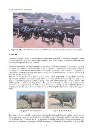 buffalo production and reseach | PDF