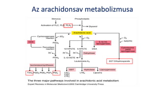 Az arachidonsav metabolizmusa
 