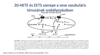News in Physiol. Sci. 14; 238-242, 1999; a Prof. Ines Drenjančević - Peric
20-HETE és EETS szerepe a vese vaszkuláris
tónusának szabályozásában
 