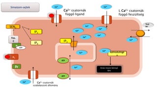 α1
Fos.
C
α
βγ
GTP
SEN2
IP3
IP4
Ca2+
Ca2+
Ca2+
Ca2+
Ca2+
kalmodulingé
n
Kináz miozin könnyű
lánc
IP3
Simaizom-sejtek
L Ca2+ csatornák
függő feszültség
Ca2+ csatornák
függő ligand
ATP
ATP
Ca2+ csatornák
szabályozott állomány
Ca2+
Ca2+
Ca2+
Ca2+
Ca2+
Ca2+
Ca2+
Tová
bb+
 