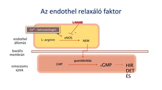 L-arginin NEM
eNOS
GMP
guanilátcikláz
cGMP
endothel
állomás
simaizoms
ejtek
bazális
membrán
HIR
DET
ÉS
Az endothel relaxáló faktor
Ca2+ - kalmodulingén
+ -
 