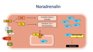Noradrenalin
α1
Fos.
C
α
βγ
GTP
SEN2
DAG
IP3
A protein kináz C
aktiválás
Unutarst. Ca ++
felszabadulása Ca2+
Ca2+
Ca2+
Ca2+
Ca2+
kalmodulingé
n
célenzimek
IP3 RIP3
Ca2+
Ca2+
 