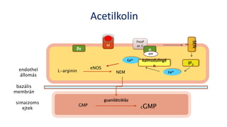 Acetilkolin
L-arginin NEM
eNOS
GMP
guanilátcikláz
cGMP
endothel
állomás
simaizoms
ejtek
bazális
membrán
M
Foszf
or. C
αβγ
GTP
SEN
2
IP3
Ca2+
kalmodulingé
n
Ca2+
 