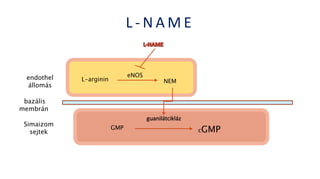 L - N A M E
L-arginin NEM
eNOS
GMP
guanilátcikláz
cGMP
endothel
állomás
Simaizom
sejtek
bazális
membrán
 