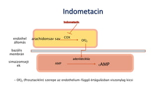 Indometacin
arachidonsav sav OFJ2
COX
AMP
adenilátcikláz
cAMP
endothel
állomás
simaizomsejt
ek
- OFJ2 (Prosztaciklin) szerepe az endothelium-függő értágulásban viszonylag kicsi
bazális
membrán
 