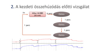 2. A kezdeti összehúzódás előtti vizsgálat
400μL 3M KCI
(60 mM)
Öblítés
Öblítés
Öblítés
4 perc
1 perc
1 perc
1 perc
3 x
 