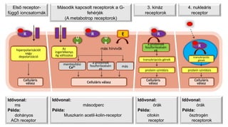 R R E R
Ú
R
Ú
R
Celluláris
válasz Celluláris válasz
Celluláris
válasz
Celluláris
válasz
hiperpolarizációt
vagy
depolarizáció
Az
ingerlékenys
ég változása
más hírvivők
mentesítési
Ca2+
a proteinek
foszforilezésén
ek
más
a proteinek
foszforilezésén
ek
transzkripciós gének
protein szintézis
R
transzkripciós
gének
protein szintézis
Első receptor-
függő ioncsatornák
Második kapcsolt receptorok a G-
fehérjék
(A metabotrop receptorok)
3. kináz
receptorok
4. nukleáris
receptor
Idővonal:
ms
Példa:
dohányos
ACh receptor
Idővonal:
órák
Példa:
citokin
receptor
Idővonal:
órák
Példa:
ösztrogén
receptorok
Idővonal:
másodperc
Példa:
Muszkarin acetil-kolin-receptor
 