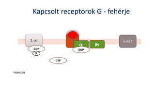 meta 12. cél
α
GDP
meta 1
GTP
βγ
GDP
P
hidrolízis
Kapcsolt receptorok G - fehérje
 