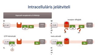 Intracelluláris jelátviteli
Kapcsolt receptorok a G-fehérje
meta
1
2. cél
α βγ
GDP
meta
1
2. cél
α βγ
GDP
GTP
meta
1
2. cél
α βγ
GTP
meta
1
2. cél
α βγ
GDP
+
P
receptor elfoglalt
meta aktiváltGTP hidrolizált
El
s
ő
4. H
ar
m
M
á
s
o
di
k GDP
 