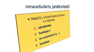 intracelluláris jelátviteli
 