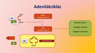 Adenilátcikláz
AC
α
βγ
GTP
ATP
tábor
tétlen
protein kináz A
aktív
protein kináz A
foszfodiészteráz
ATP
tábor
AC
fokozott lipolízis
⇣ glikogén szintézis
⇡ glikogén lebomlása
...
 