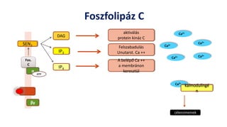 Ca2+
Foszfolipáz C
Fos.
C
α
βγ
GTP
SEN2
DAG
IP3
IP4
aktiválás
protein kináz C
Felszabadulás
Unutarst. Ca ++
A belépő Ca ++
a membránon
keresztül
kalmodulingé
n
célenzimeinek
Ca2+
Ca2+
Ca2+
Ca2+
Ca2+
 