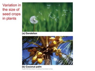 Variation in
the size of
seed crops
in plants
(a) Dandelion
(b) Coconut palm
 