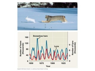 Snowshoe hare
Lynx
Number
of
lynx
(thousands)
Number
of
hares
(thousands)
160
120
80
40
0
1850 1875 1900 1925
Year
9
6
3
0
 