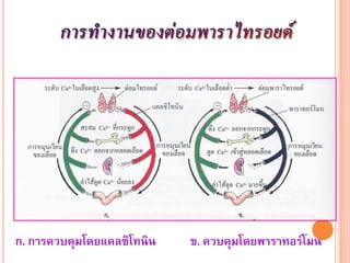 ก. การควบคุมโดยแคลซิโทนิน   ข. ควบคุมโดยพาราทอรโมน
 