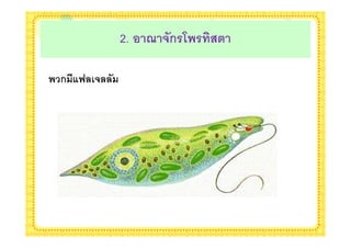 2. ! 4 5(ก$B $ 079

ก :E &5 (
 