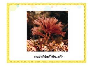 7 $; 5G;   8F7;F):ก 5'
 