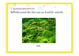 1. DIVISION BRYOPHYTA
. * $--            * &ก   $   / / @ /   /
 