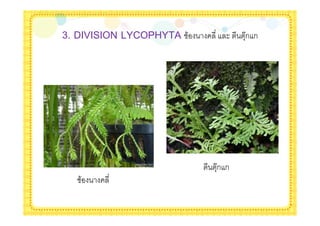 3. DIVISION LYCOPHYTA   &      $    +Aก ก




                            +Aก ก
   &
 